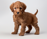Mini Labradoodle Puppies For Sale Simply Southern Pups
